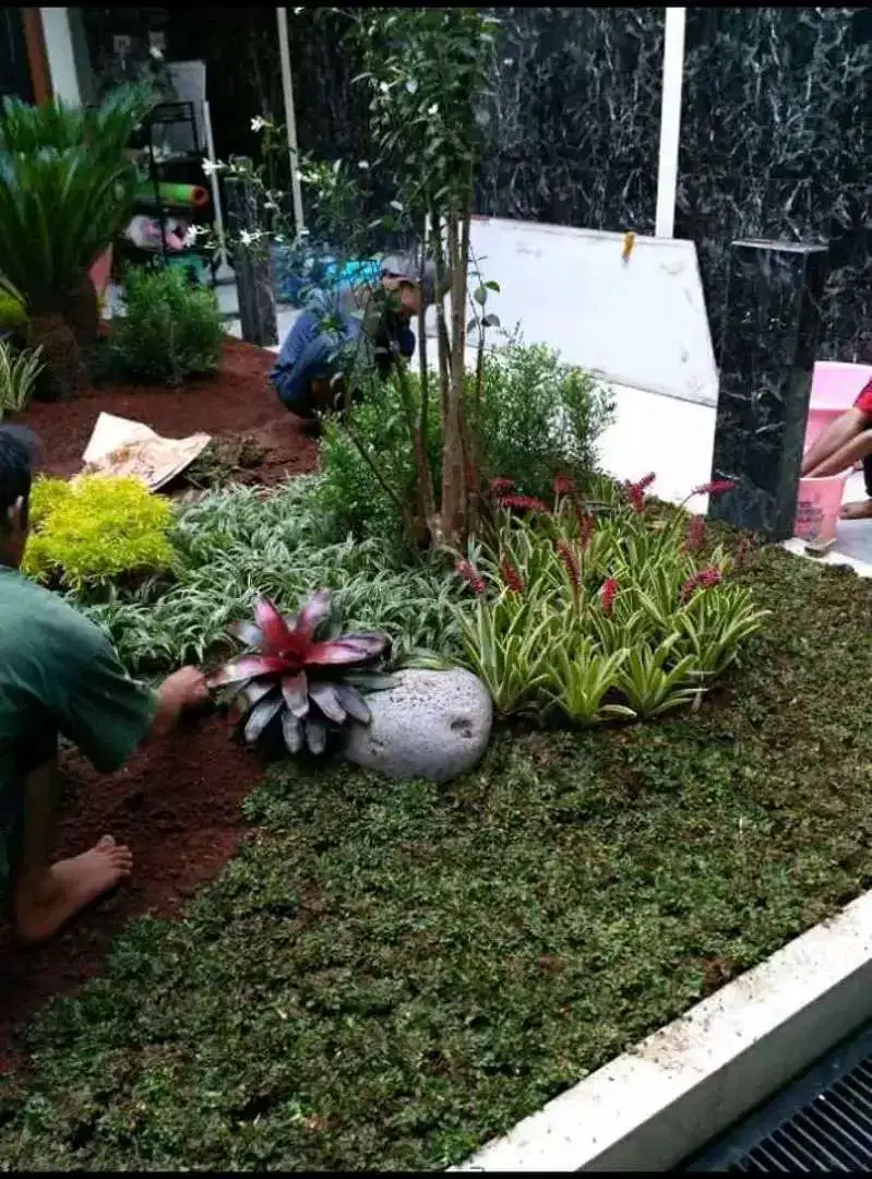 Langsung dari petani rumput gajah mini harga promo