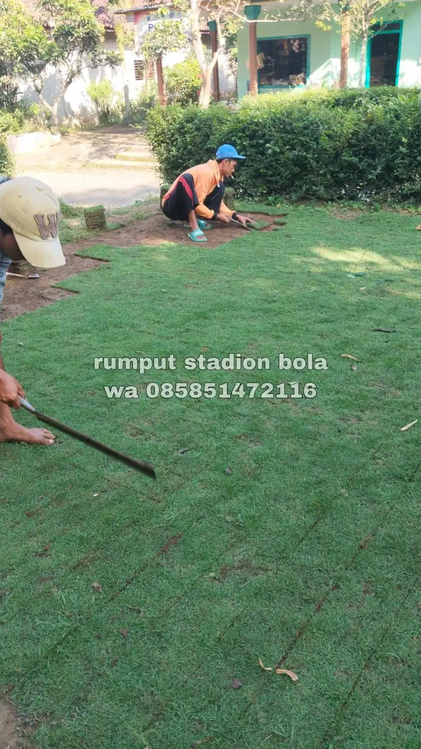 Harga Supplier Rumput Stadion Lapangan Zoysia Matrella Bandung