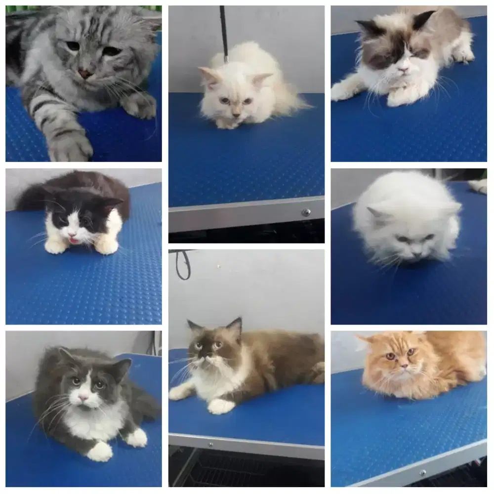 PENITIPAN ANJING,KUCING,KELINCI,SGR GLIDER  /Antar-Jemput