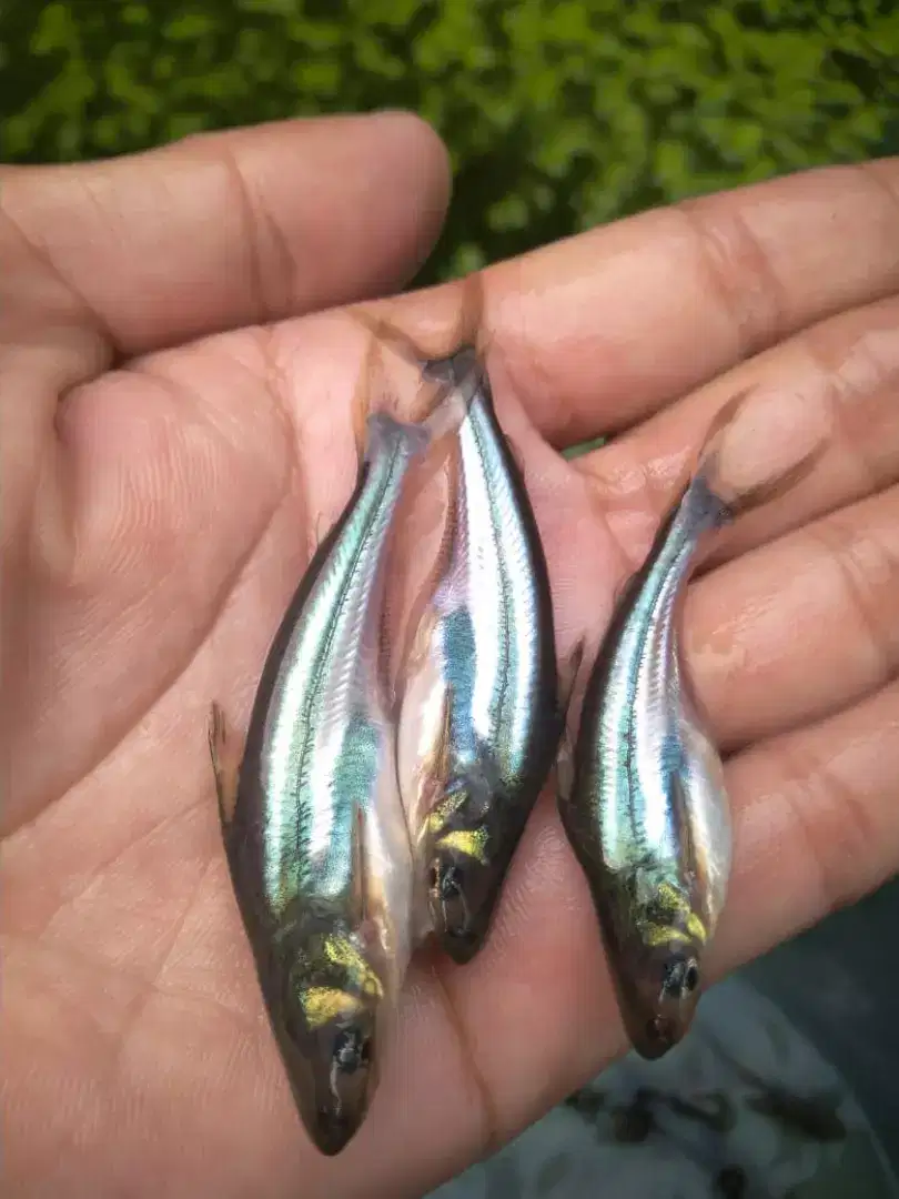 Bibit ikan patin semua ukuran