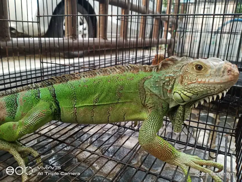 Iguana dewasa Jantan