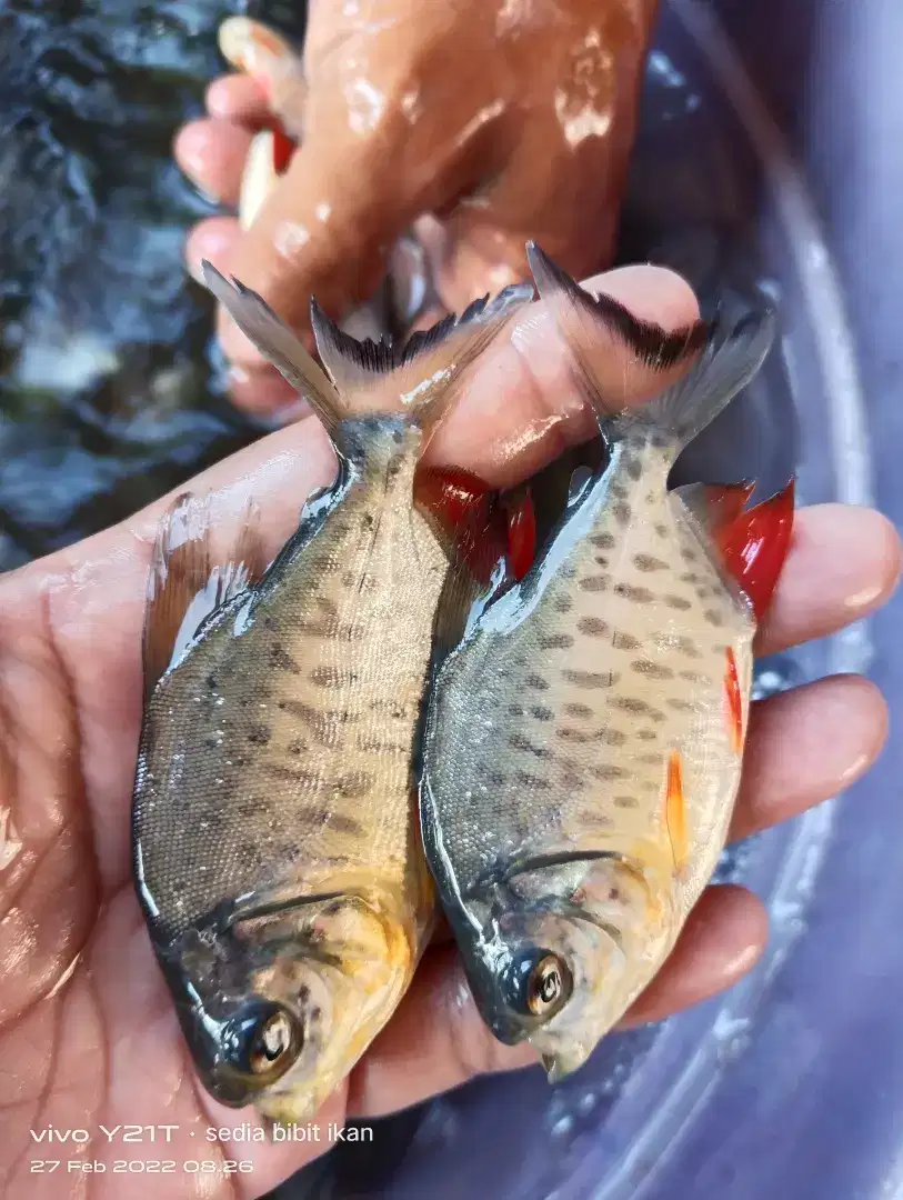 jual bibit ikan bawal uk ngorek