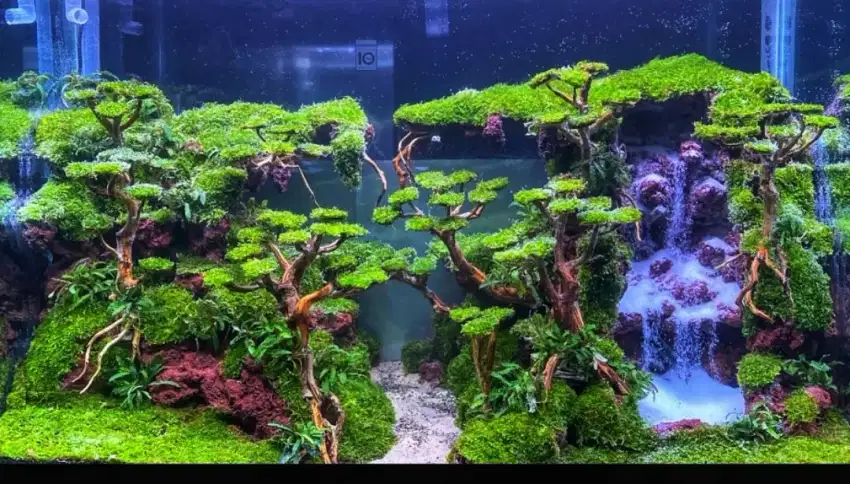 Design aquascape tema air terjun  60cm aquascape