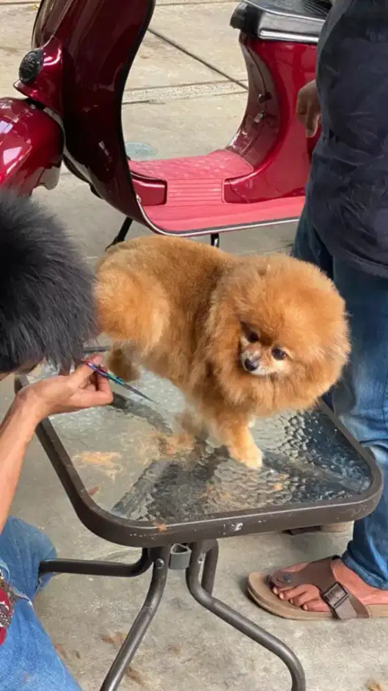 Termurah jasa grooming anjing kucing panggilan cukur bulu mandi rumah