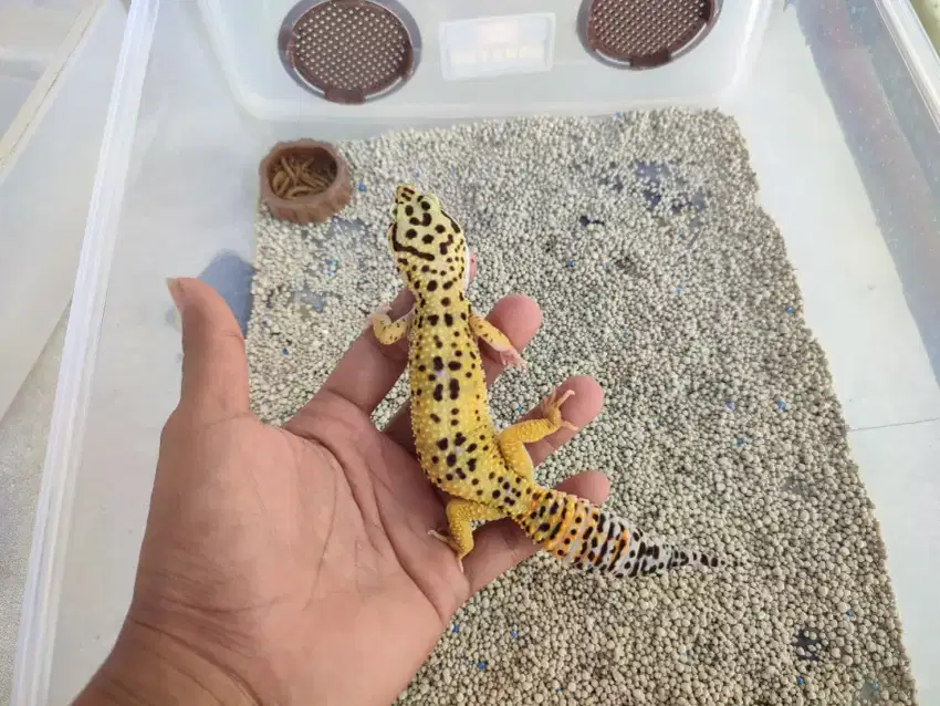 Gecko Juve Aktif Lincah