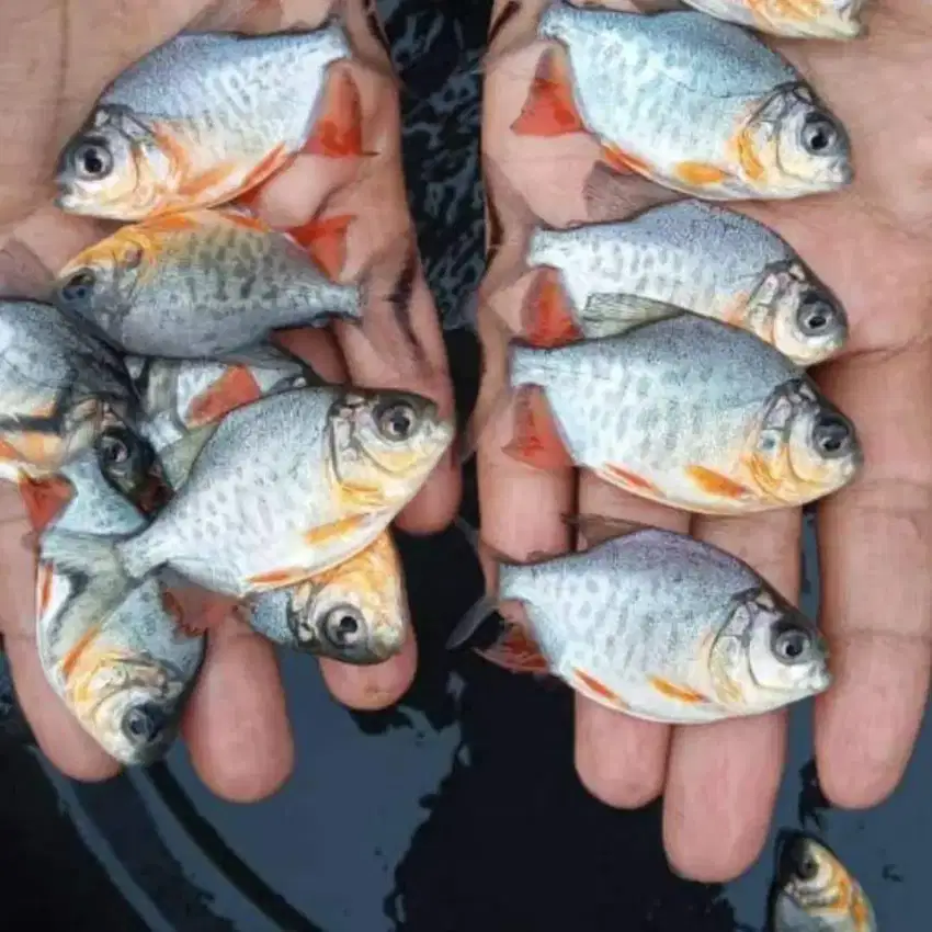 Jual bibit ikan bawal ngorek