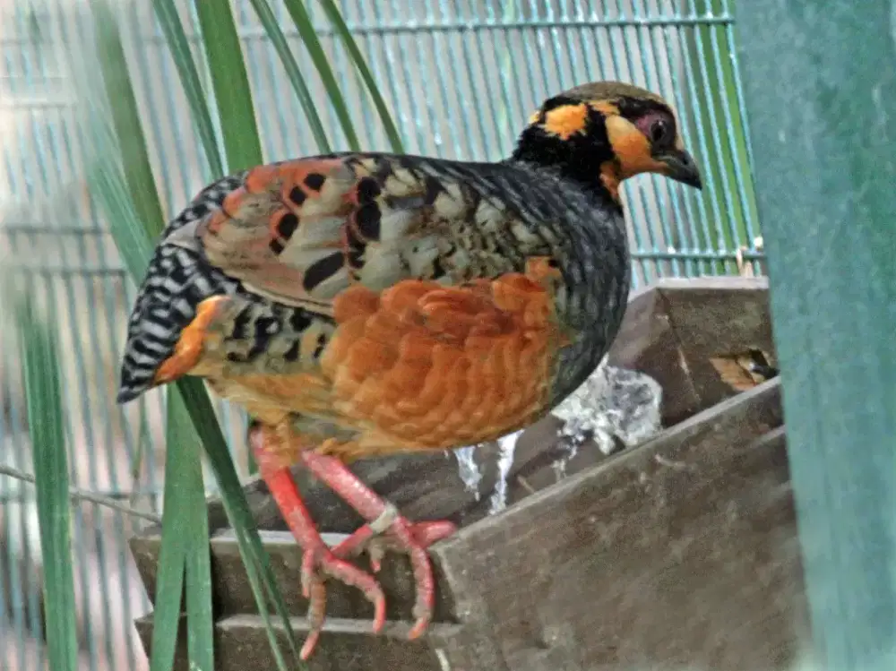 Burung puyuh gong gong istimewa