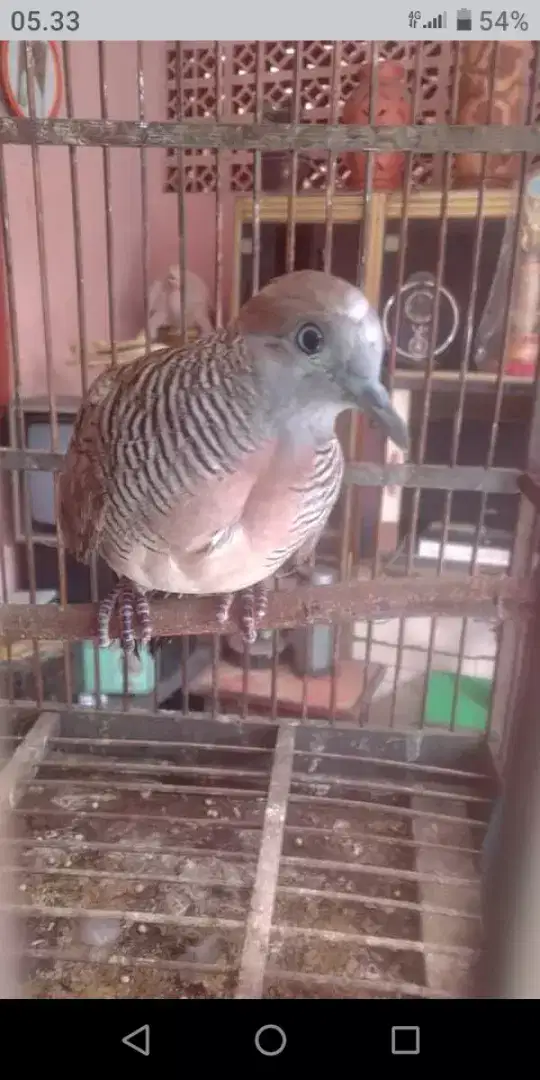kutut pancuran Mas+ ekor 15