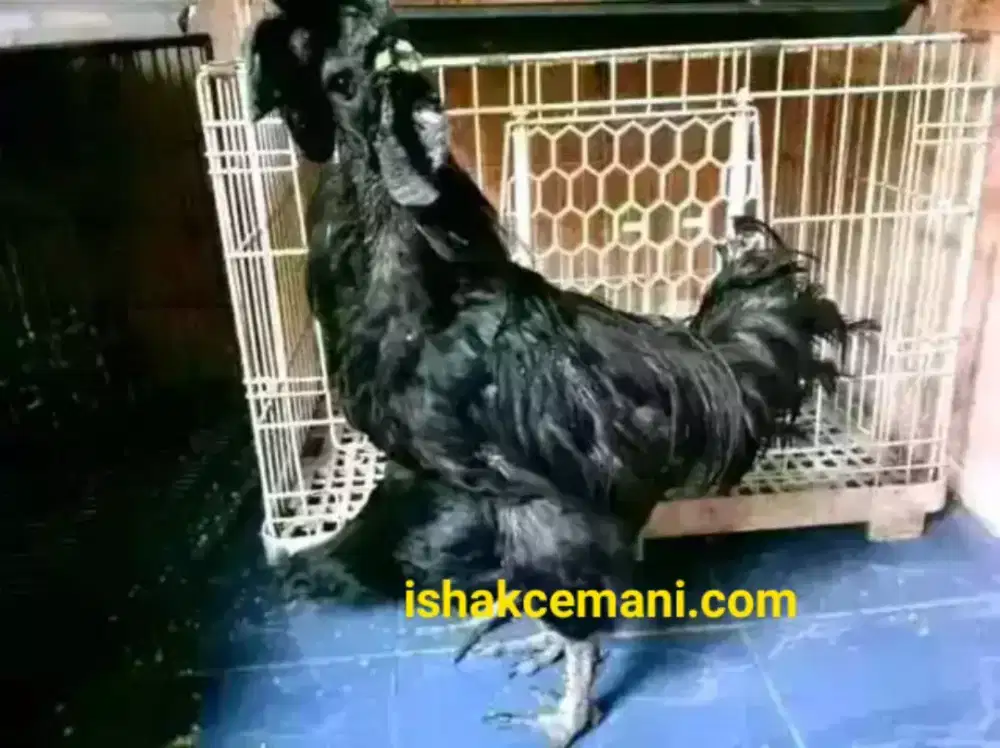 Obral Ayam Cemani Jantan Dewasa Mantap Super Promo Dapat Betina Gratis