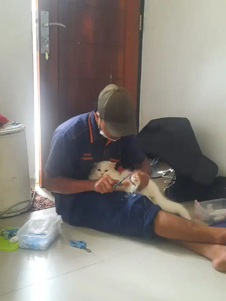 Jasa grooming panggilan jakarta anjing dan kucing only