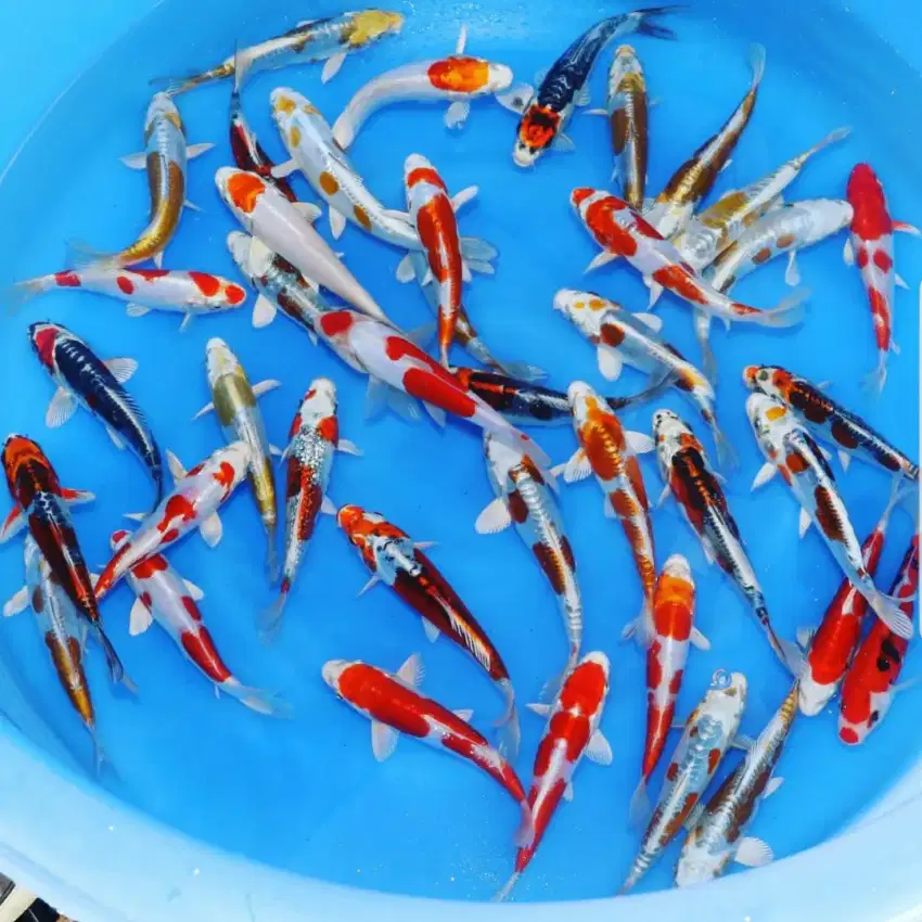 Anakan import size 10-15bu kualitas super