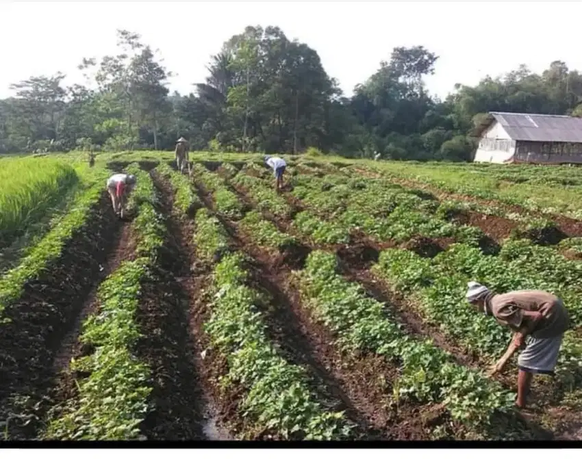 DIJUAL TANAH SAWAH PRODUCTIVE Strategis