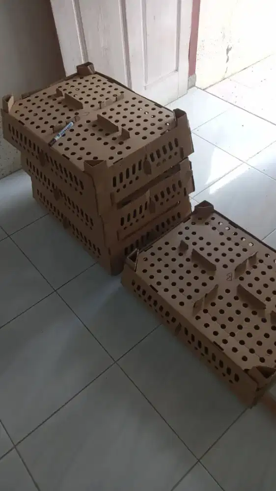 dod/bibit bebek lokal jantan