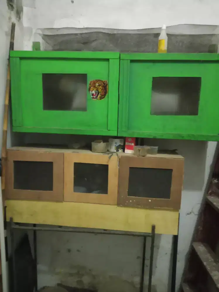 Box untung ayam bertelur