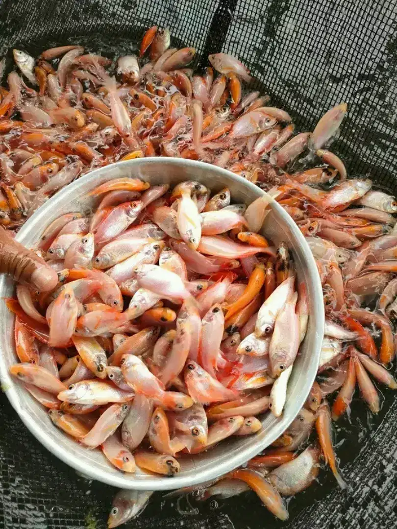 Jual Bibit Ikan Nila Merah Gunung Putri