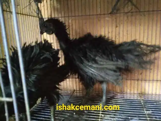 Sepasang Ayam Cemani Usia 3 Bulan Up Murah Meriah !! Wajib Baca