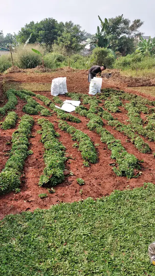 Jual rumput hijau gajah mini & media tanah merah karungan