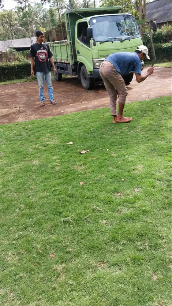 Rumput jepang siap tanam