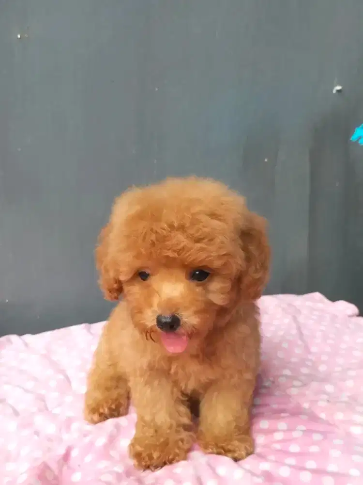 Tiny Poodle Jual Hewan Peliharaan Terlengkap di Jakarta D.K.I