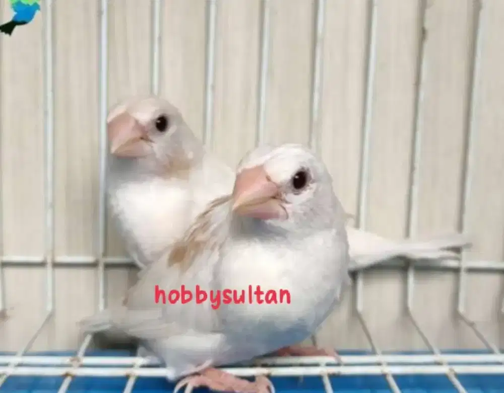 Burung emprit Jepang asli newah