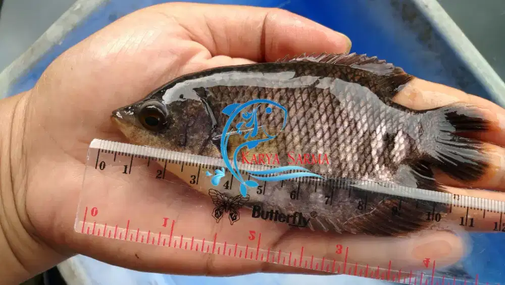 Bibit Ikan Gurami Hitam ± 4 inchi / Benih Ikan Gurame Hitam ± 4 inchi