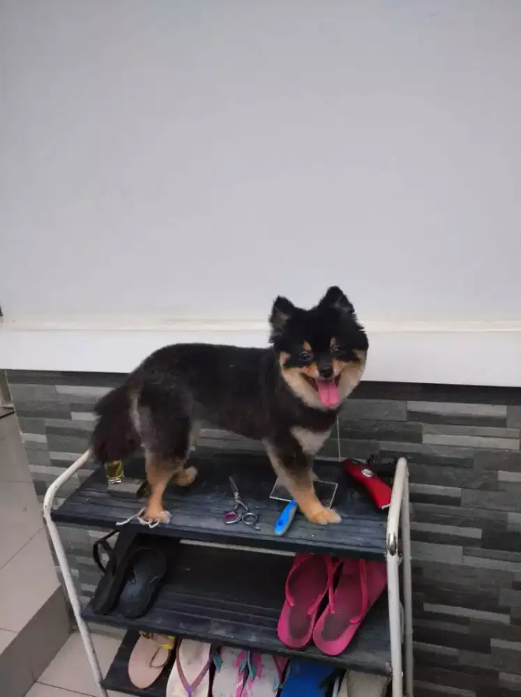 Termurah jasa grooming anjing kucing panggilan cukur bulu mandi rumah