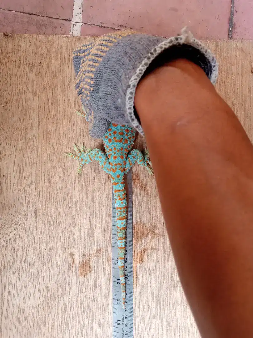 Dijual Tokek Sehat-Cocok Untuk Koleksi Reptil Eksotis