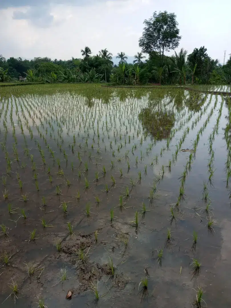 Jual Tanah Sawah Subur di Cianjur