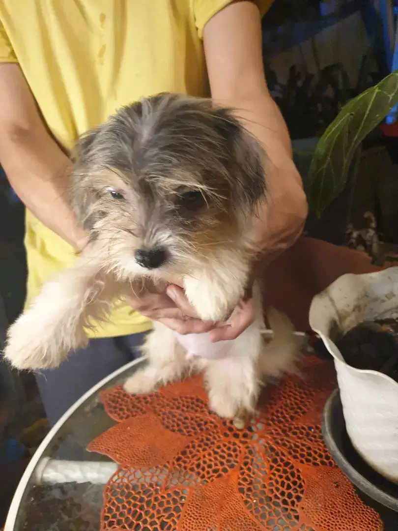chihuahua maltese pom shitzu rss