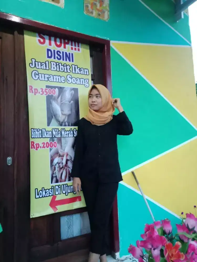 Bibit ikan nila merah di sekojo