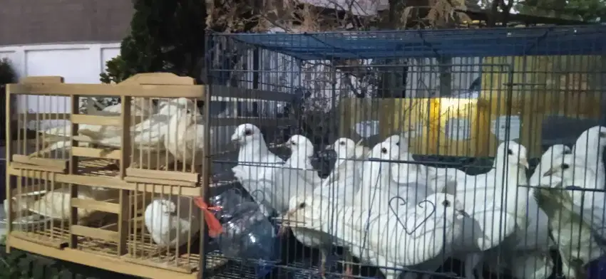 sepasang burung merpati putih polos free ongkir