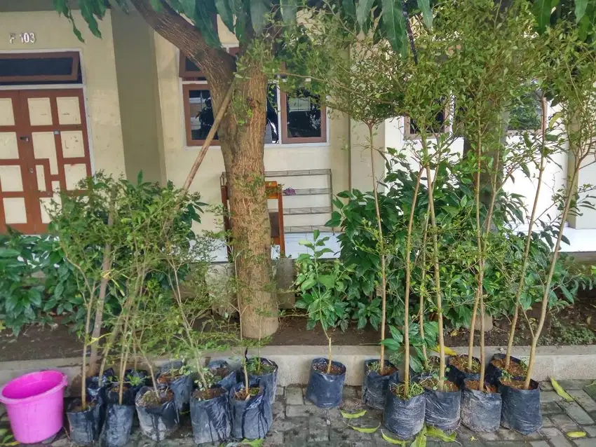BIBIT POHON KETAPANG KENCANA