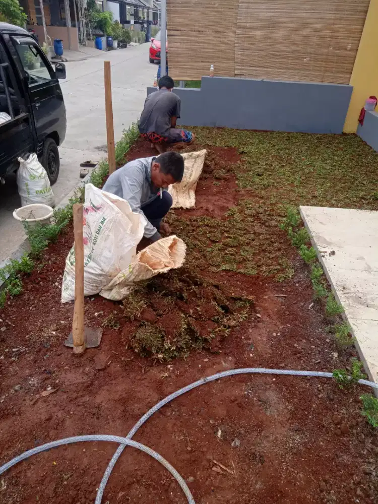 Pemasangan rumput gajah mini