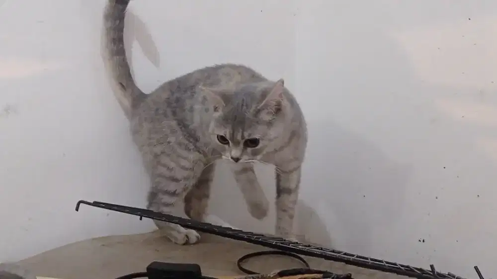 BSH Scottish straight  betina silver proven 3 x anakan terlampir