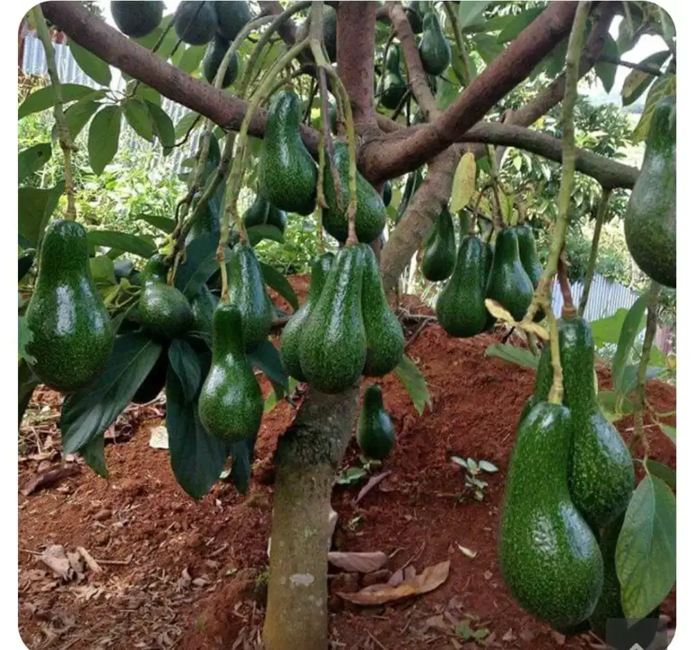 Menjual jenis-jenis tanaman buah apuket Miki dan aligator