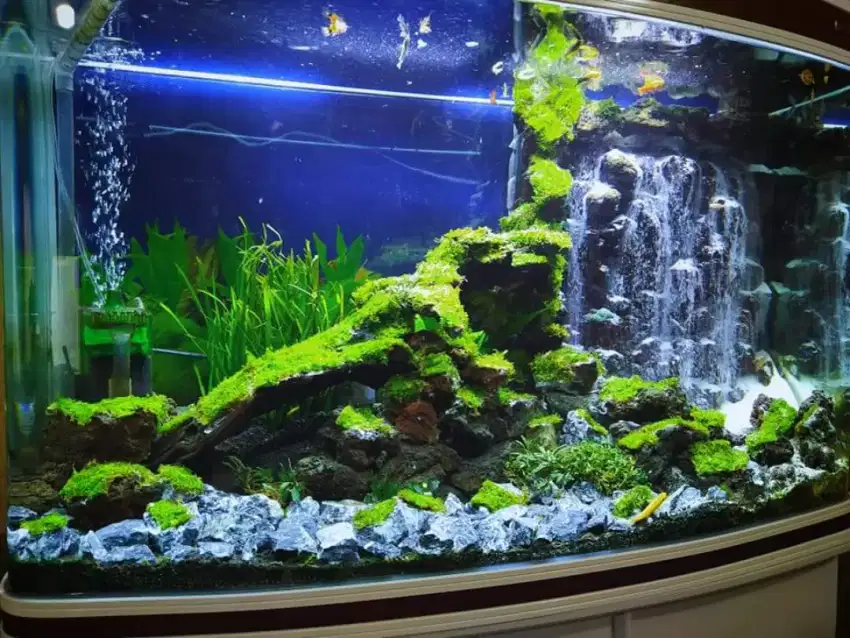 Aquascape Waterfall,Spec Jos Bening dan Mudah perawatan