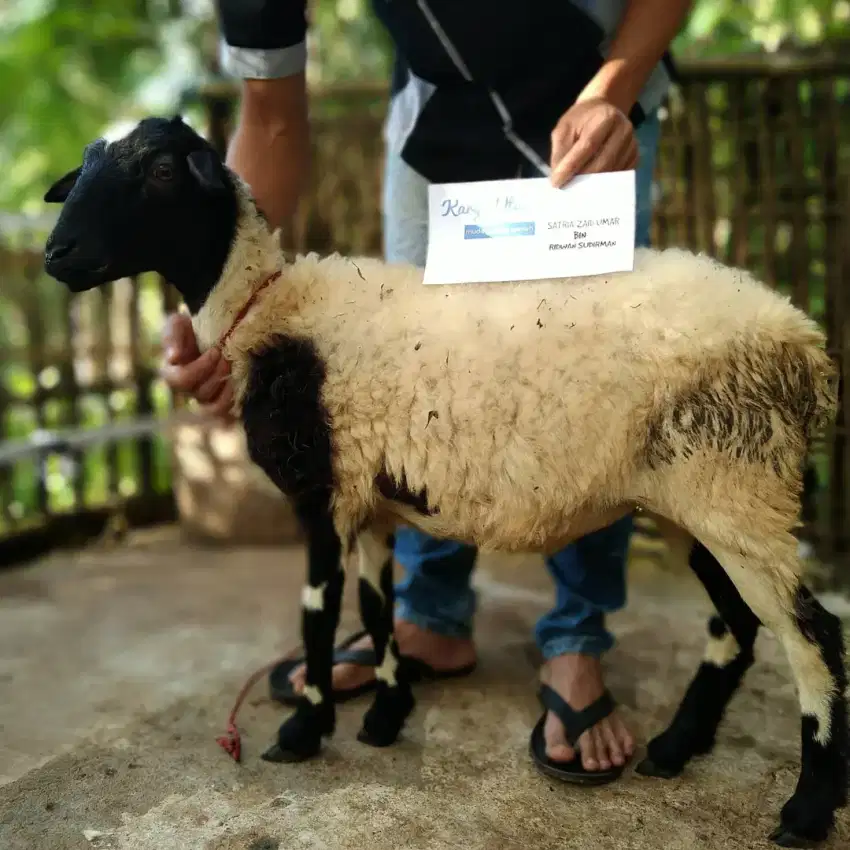 Paket kambing aqiqah