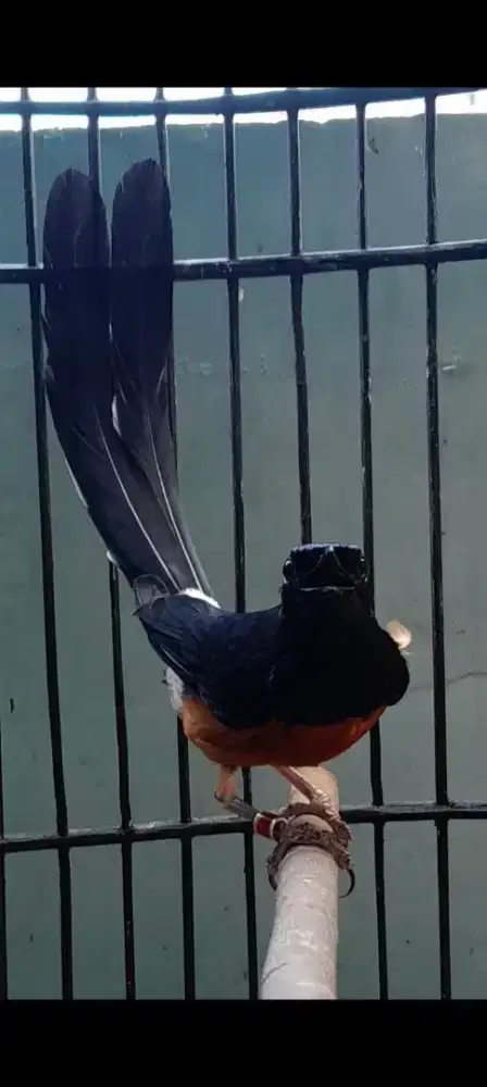 Burung murai batu muda istimewa gacor siap test pagi siang malam