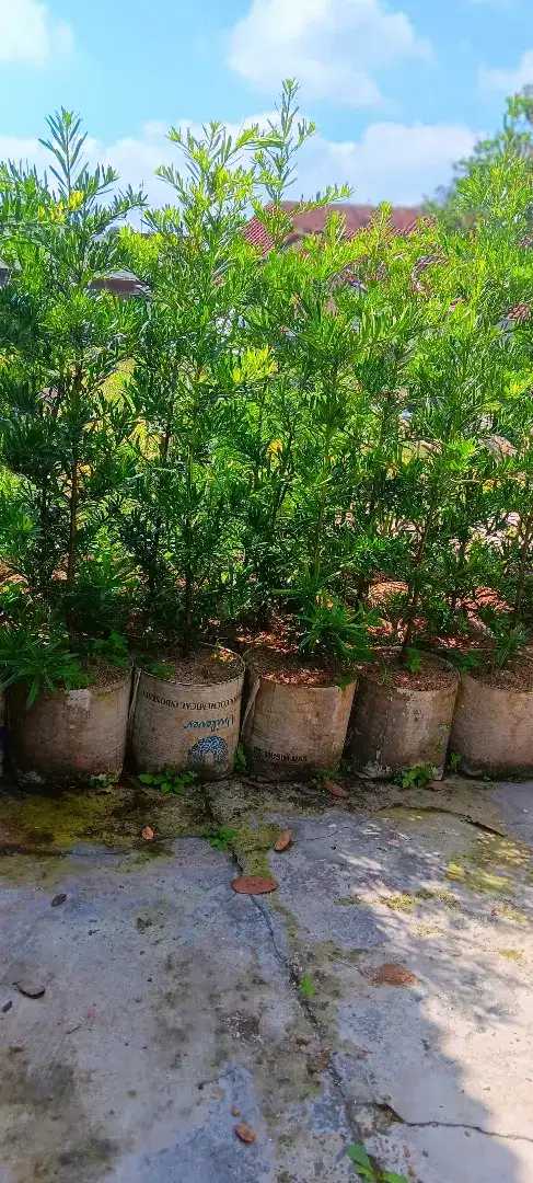 JUAL TANAMAN [ HARGA PROYEK ] - GREEN ROHMAT