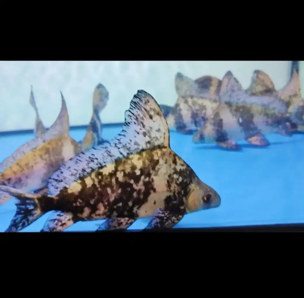 Ikan chf tankmate arowana chinese high fin