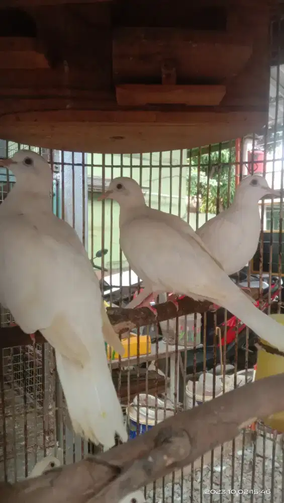 Burung Puter Putih