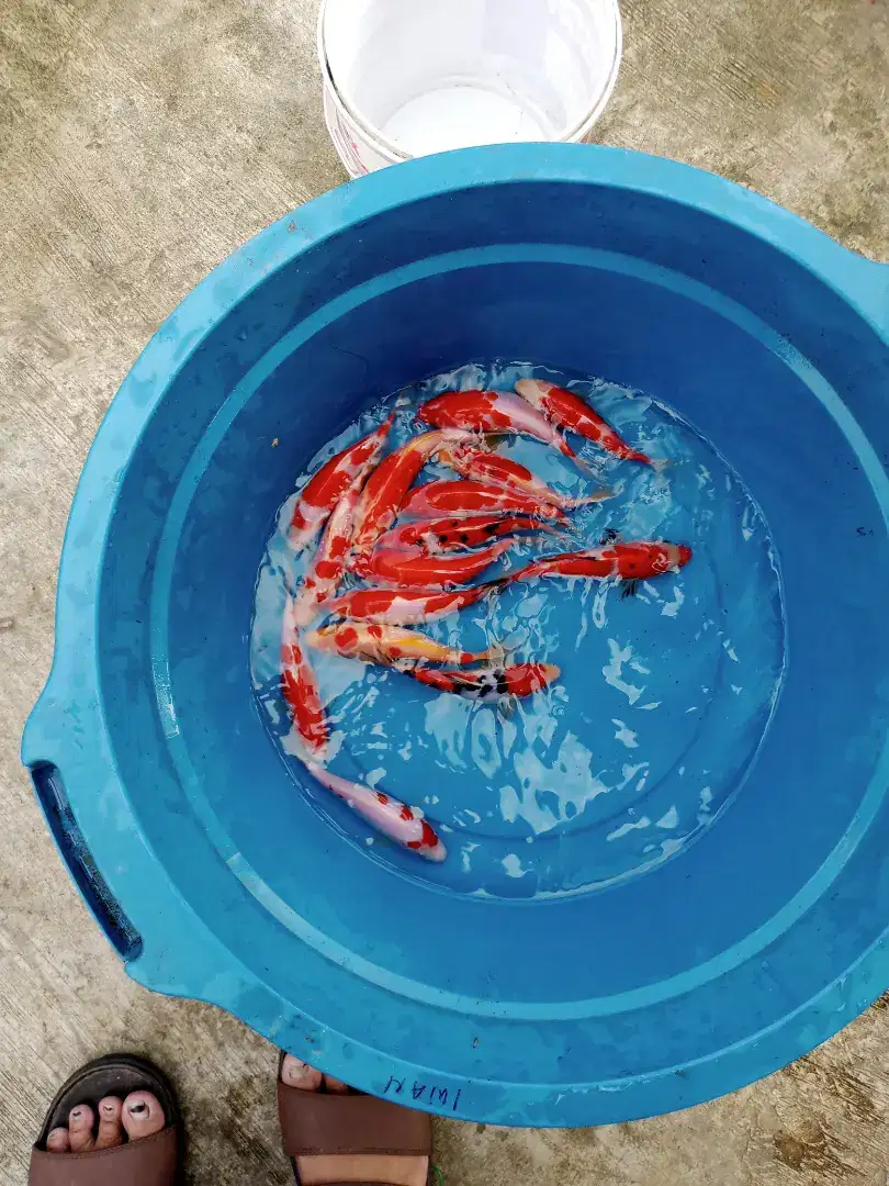 Ikan hias koi ukuran 20 cm