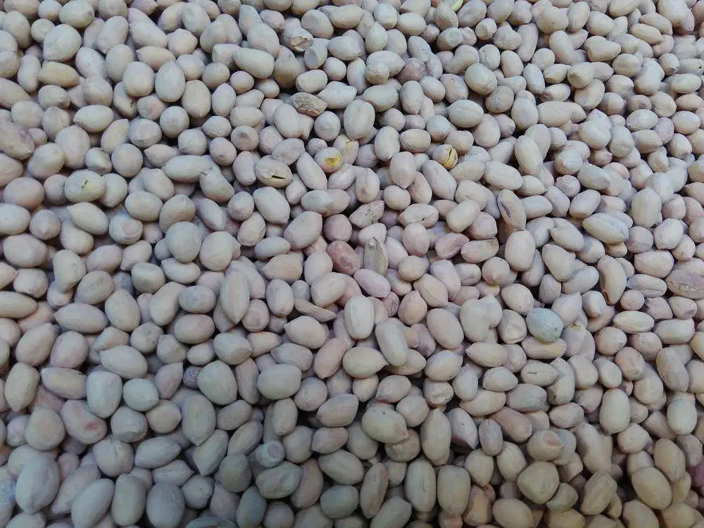 Kacang Oven Jepara Gurih Renyah Snack Cemilan Makanan Sehat Enak Murah