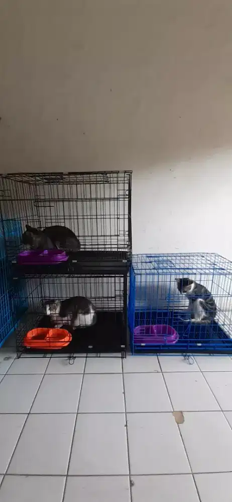 PENITIPAN KUCING