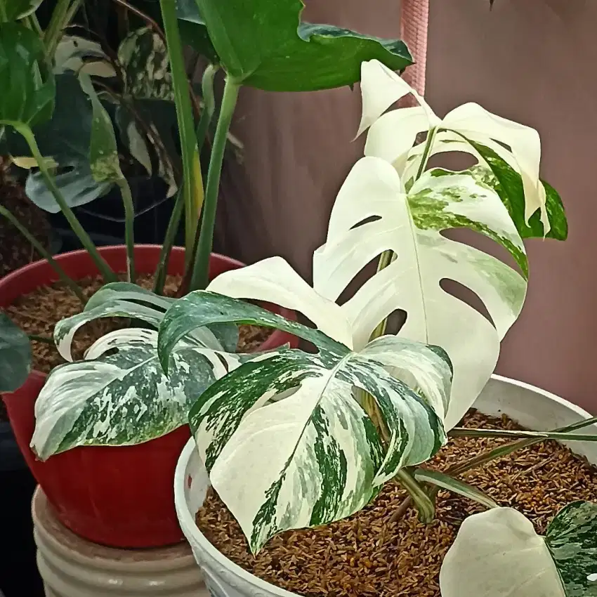 Monstera King Variegata