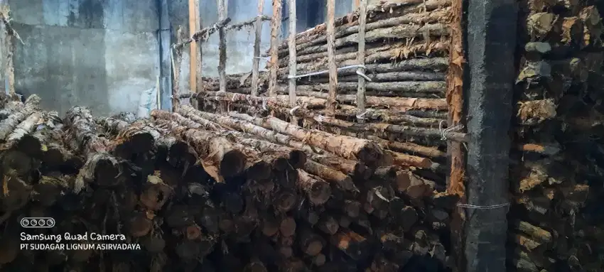 Dolken gelam sumatera