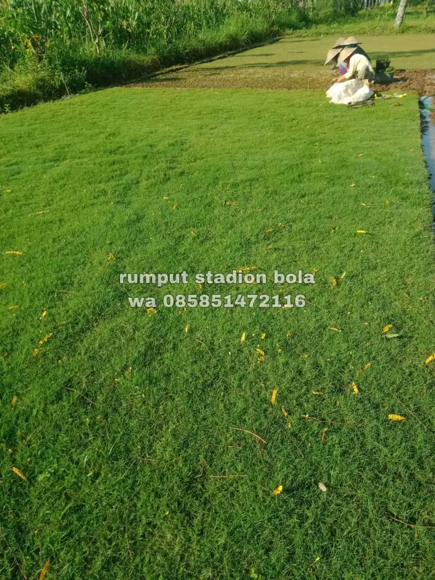 Harga Supplier Rumput Stadion Lapangan Zoysia Matrella Bogor