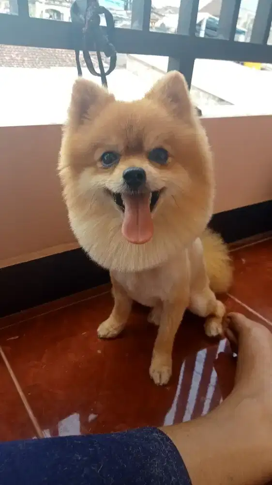 Pet Grooming House Call