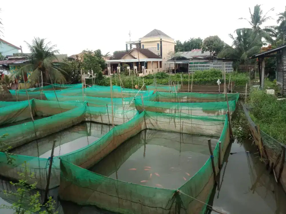 Bibit ikan nila merah super hasil budidaya sendiri