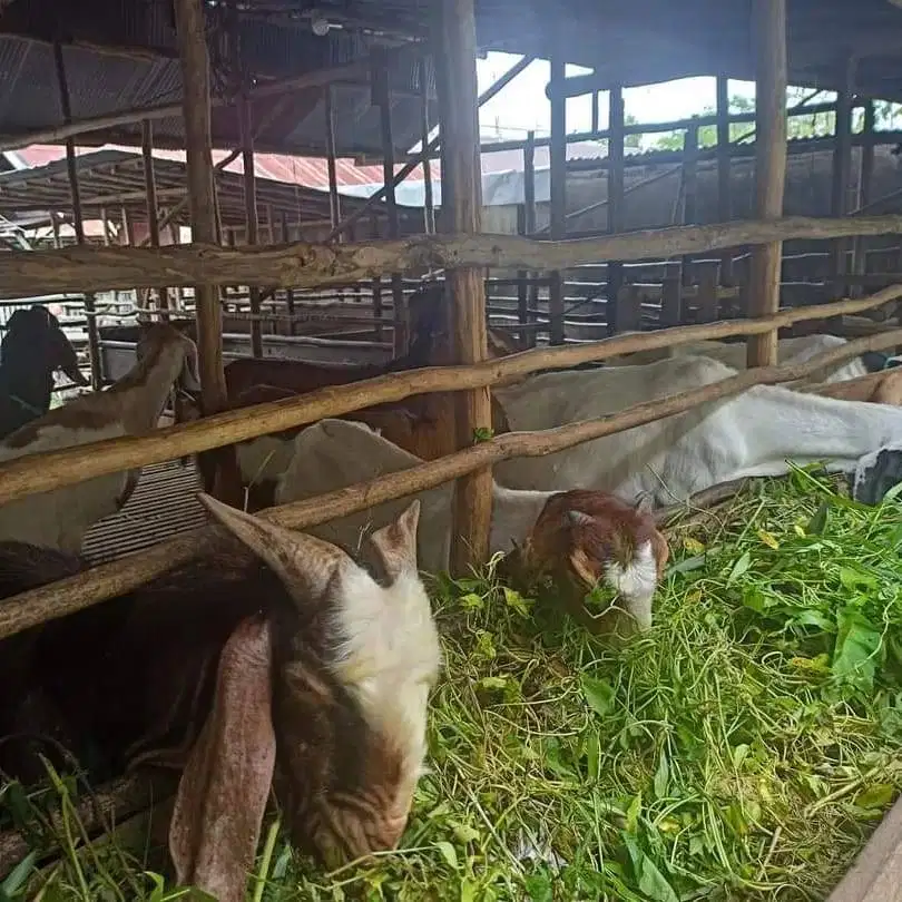 Kambing Aqiqah, Ternak dan Masakan Kambing